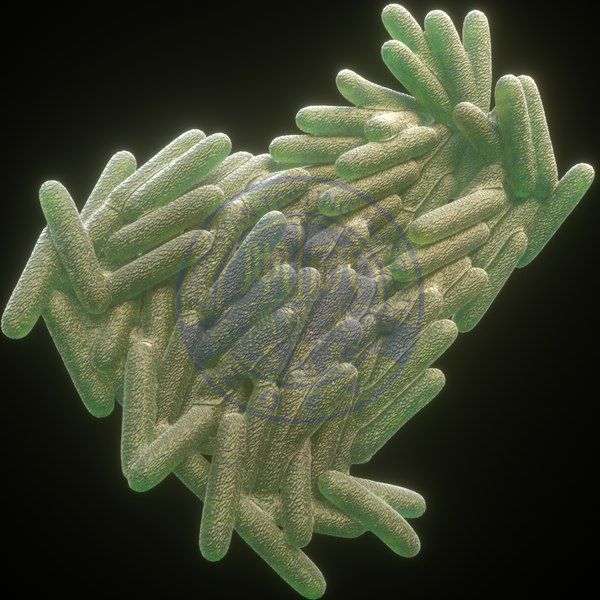 龟分枝杆菌定量检测